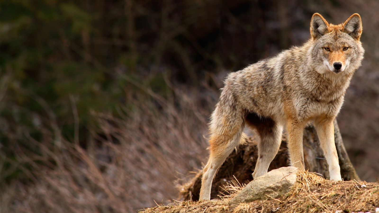 Alcaldía a la caza de coyotes que atacaron a 3 niños en Montreal 