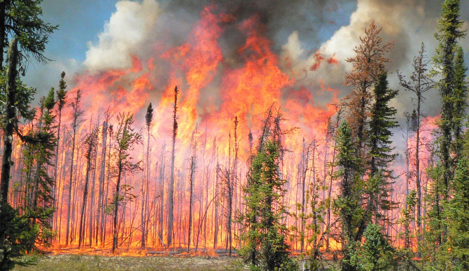 Incendios forestales canada
