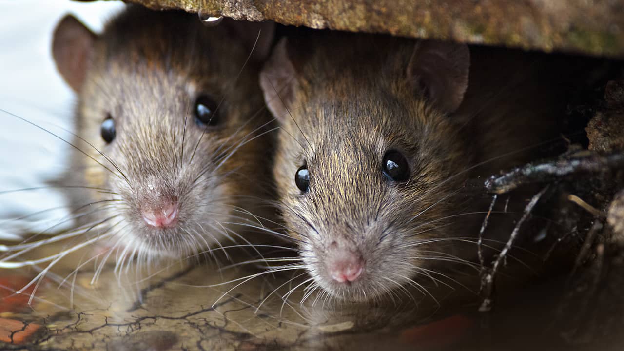 Ottawa está plagada de ratas y critican a la Alcaldía por su falta de acción  