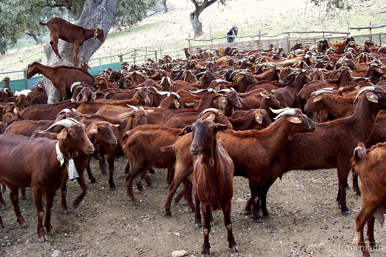 Carne de cabras de Mexico empezaron a llegar a los mercados canadienses