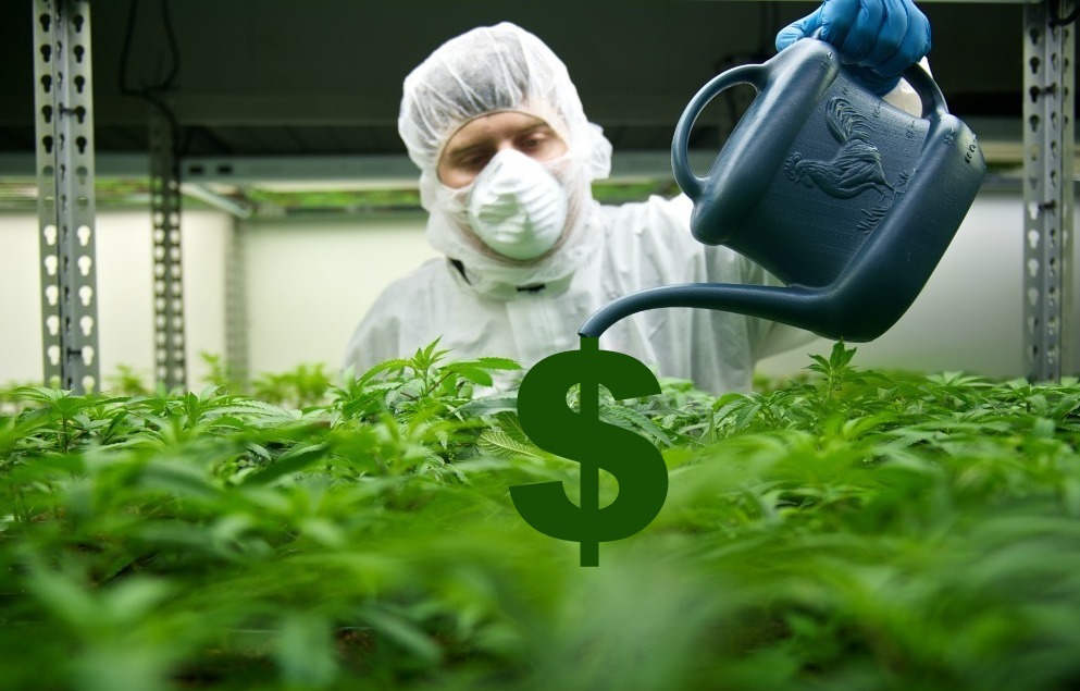 El millonario negocio de la marihuana medicinal crece con fuerza en Latinoamérica