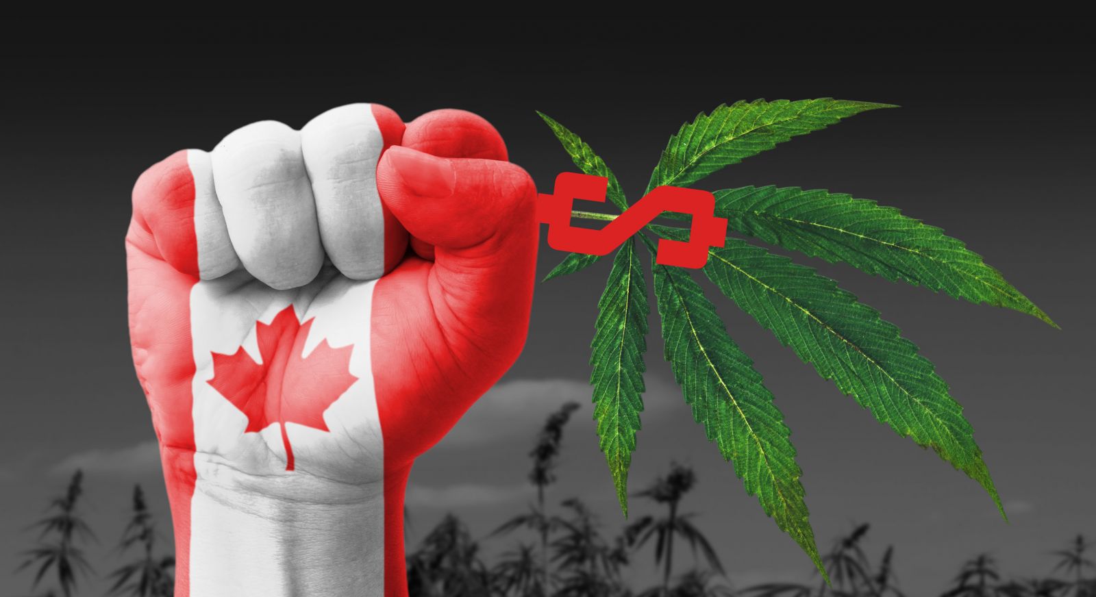 Así sería la venta libre de marihuana en Canadá desde el 1 de julio del 2018 