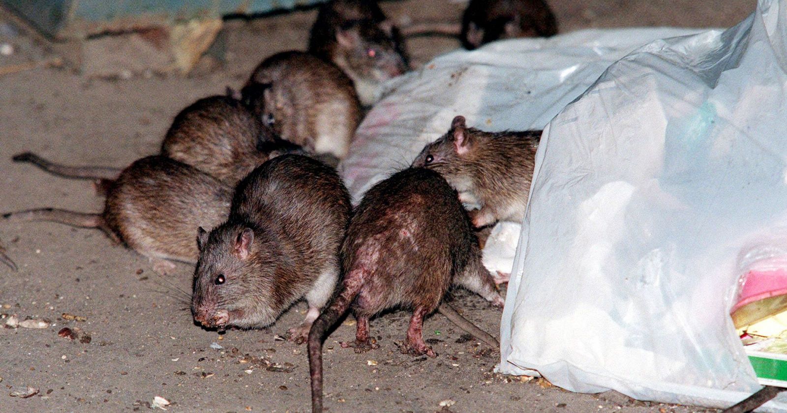 Hay invasión de ratas en importantes zonas de Toronto