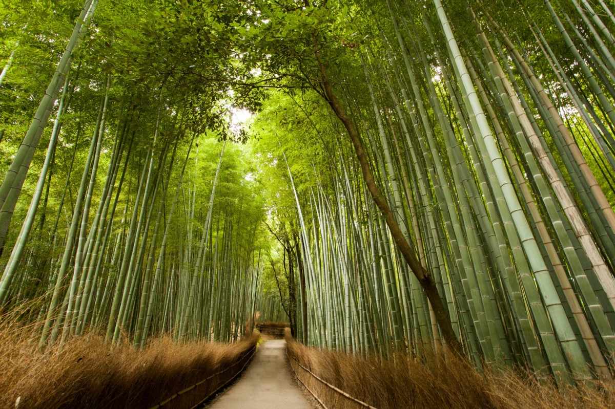 La Historia del Bambú Japonés