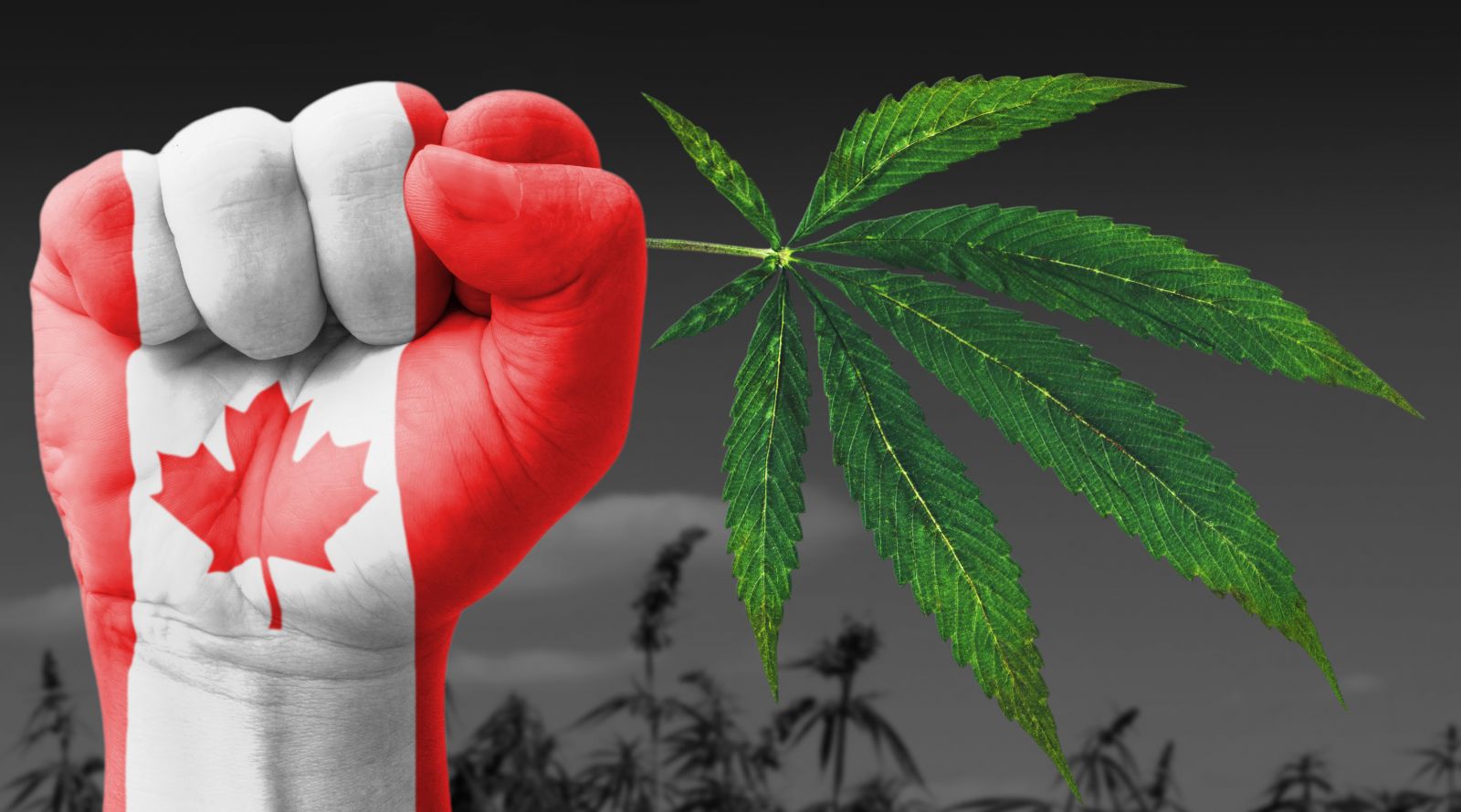 Canadienses en el negocio marihuana o consumidores no podrán ingresar a EE.UU. 