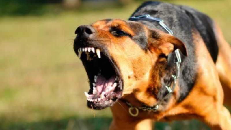 Nueva normas en Quebec contra los perros considerados potencialmente peligrosos