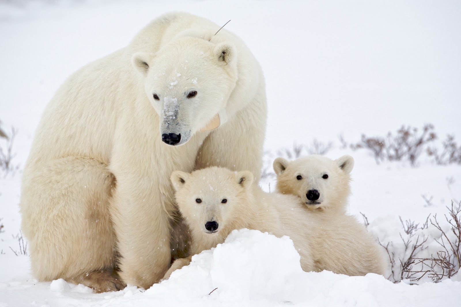 Por cambio climático aumentan ataques de osos polares en Canadá