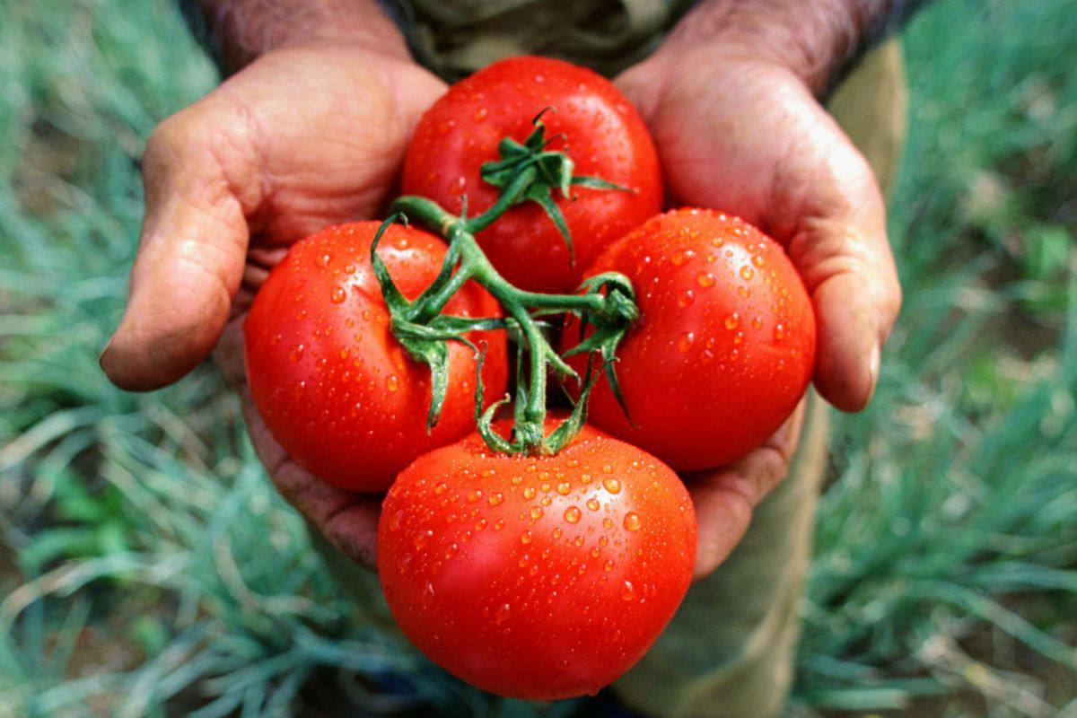 Acuerdo entre EE.UU., y México, subiría el precio de los tomates