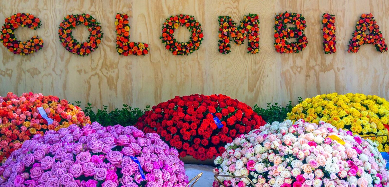 Con el bello colorido de millones de flores colombianas se celebrará San Valentín en EE.UU