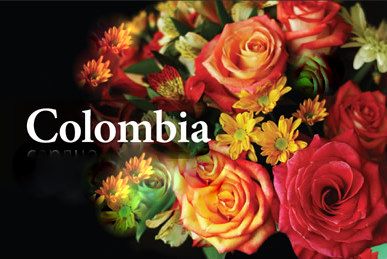 Las flores colombiAnas ya están listas para el Día de San Valentín | La  Portada Canadá
