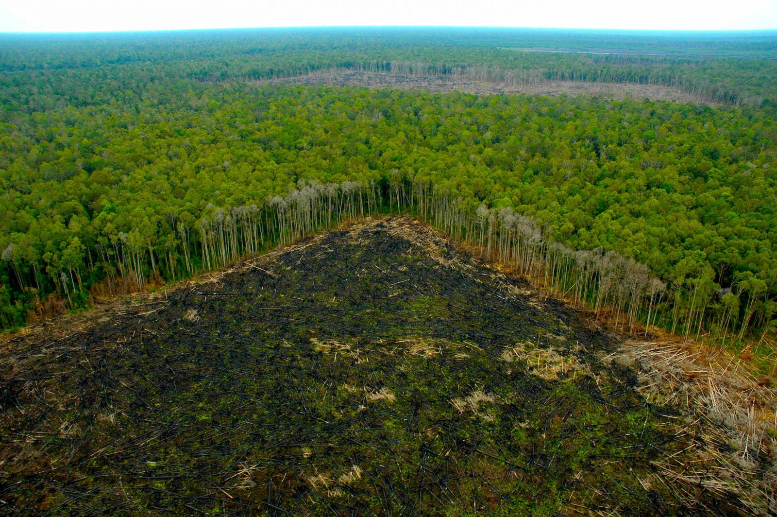 Para vender la madera, redes criminales generan el desastre ambiental del  Amazonas   