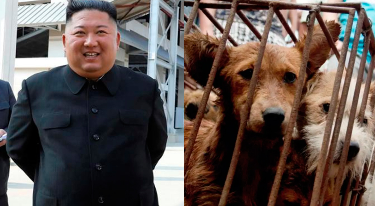 Dictador norcoreano Kim Jong-un ordena confiscar perros para convertirlos en comida 