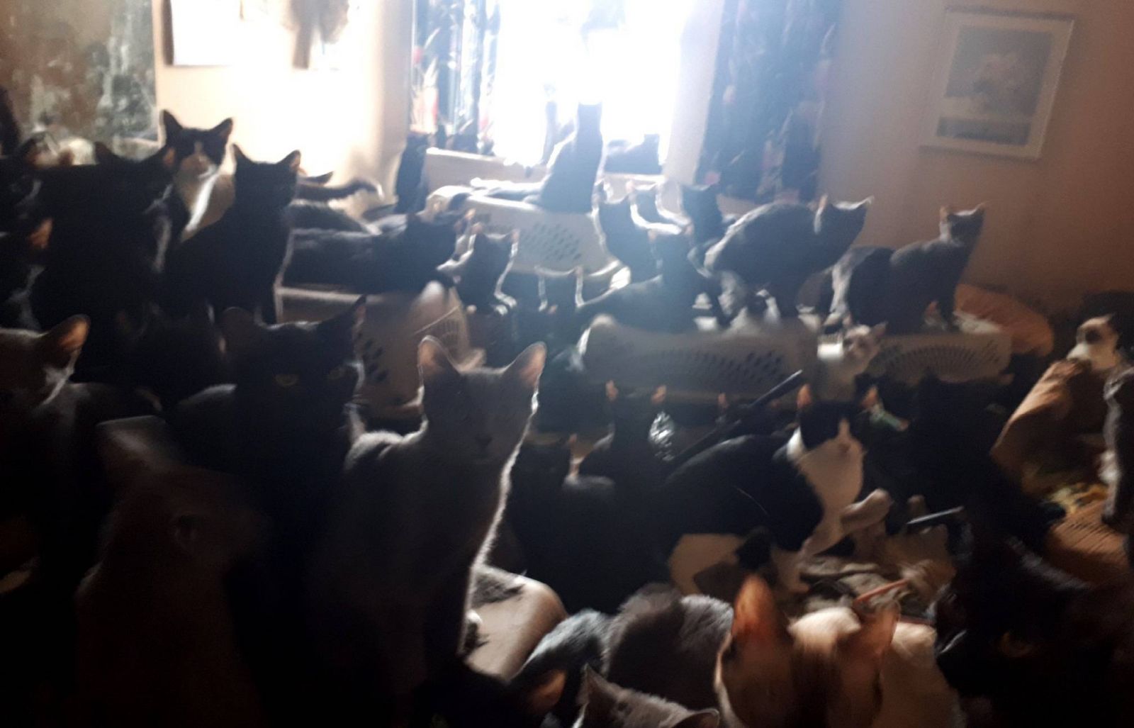 Rescatan 300 gatos que vivían entre su excremento en un apartamento Toronto 