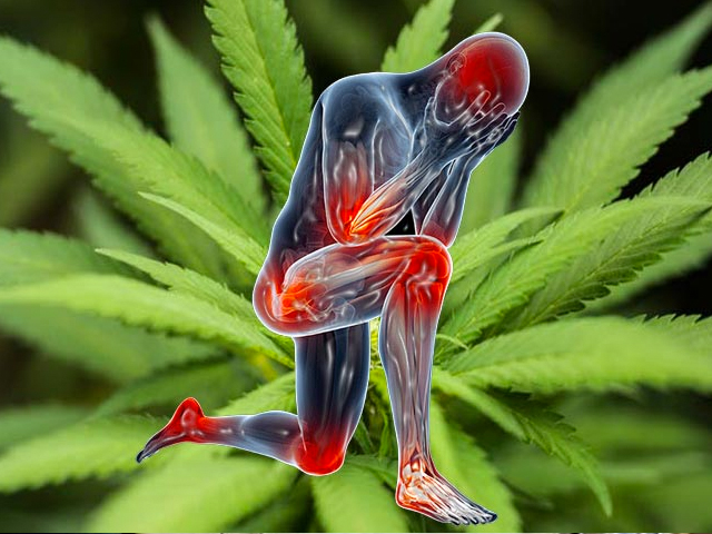 El cannabis para el dolor podría generale problemas cardiacos 